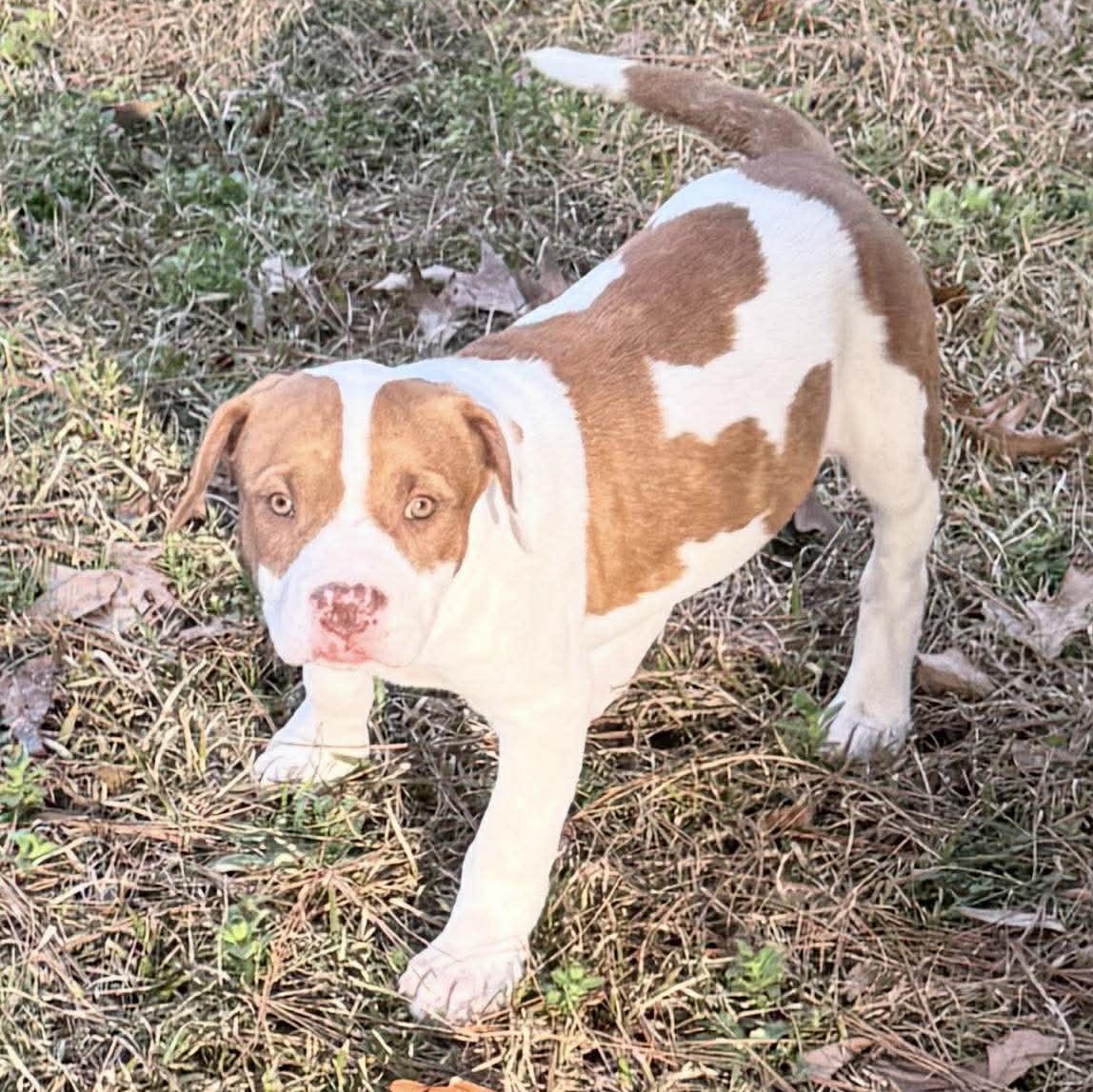 Enlarge Dublin, a ADOPTABLE Mixed Breed in Northwood, NH image 1/6