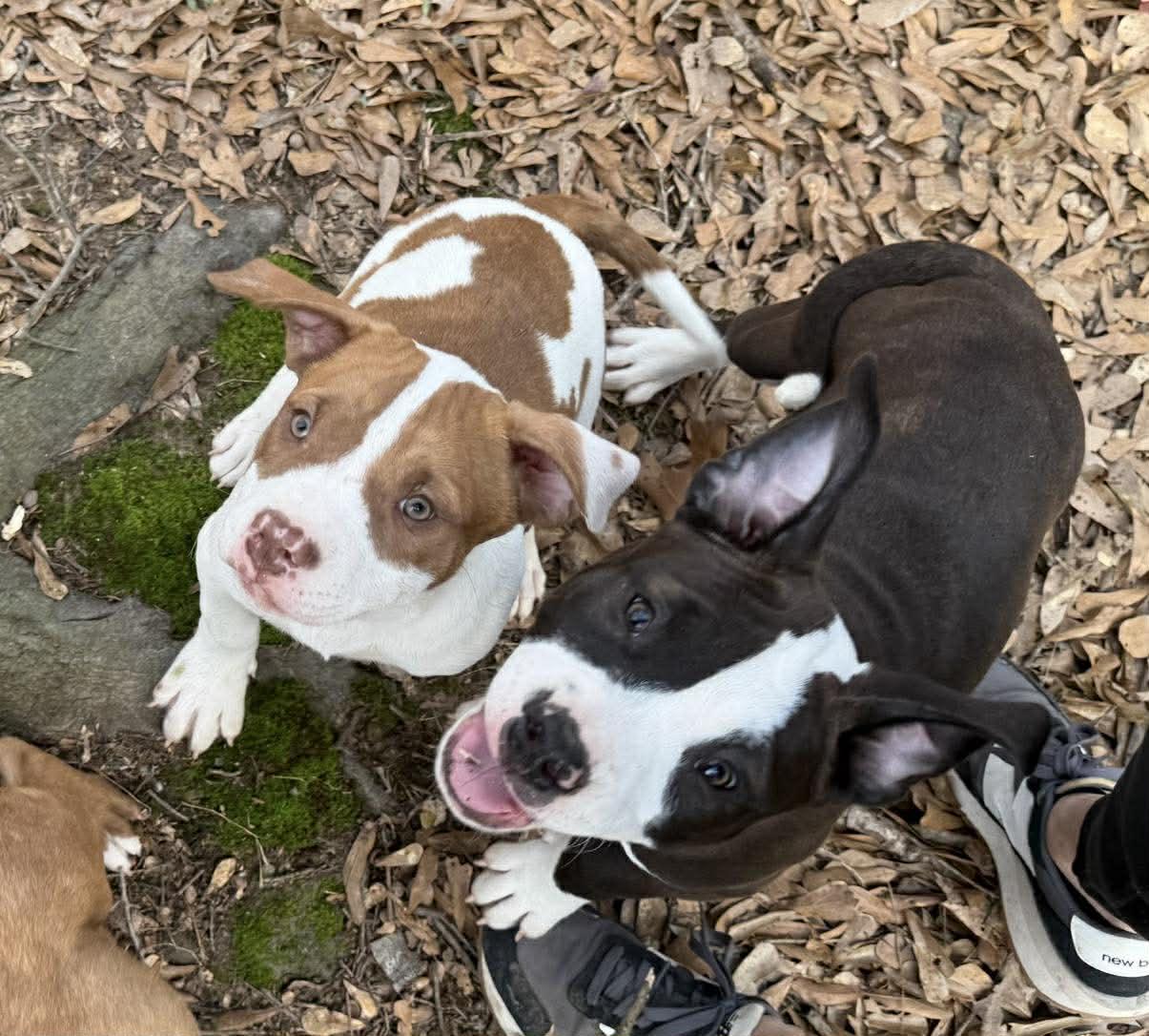 Enlarge Dublin, a ADOPTABLE Mixed Breed in Northwood, NH image 4/6