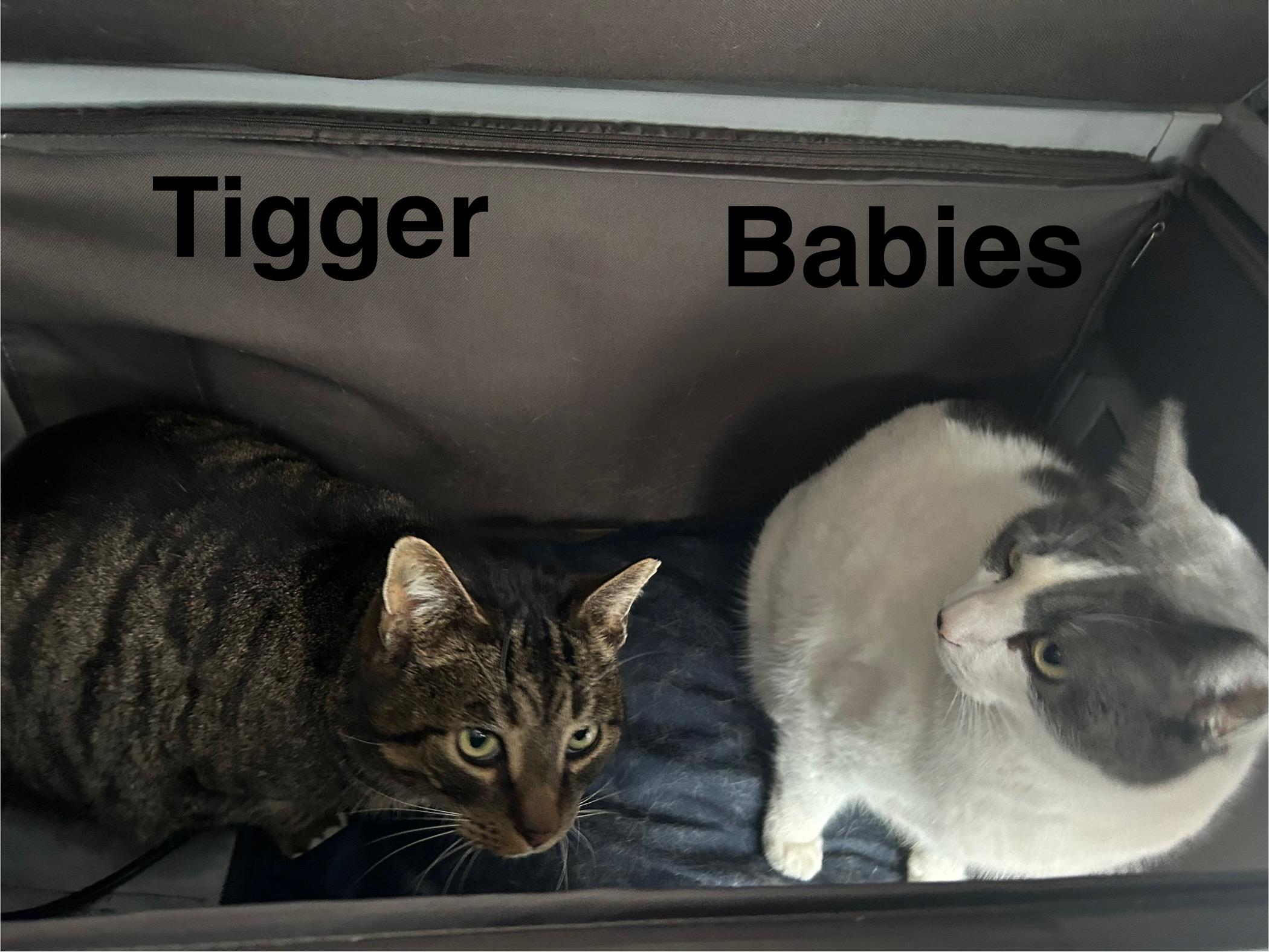 Enlarge Tigger & Babies, an adopted Domestic Short Hair in Yardley, PA image 2/2