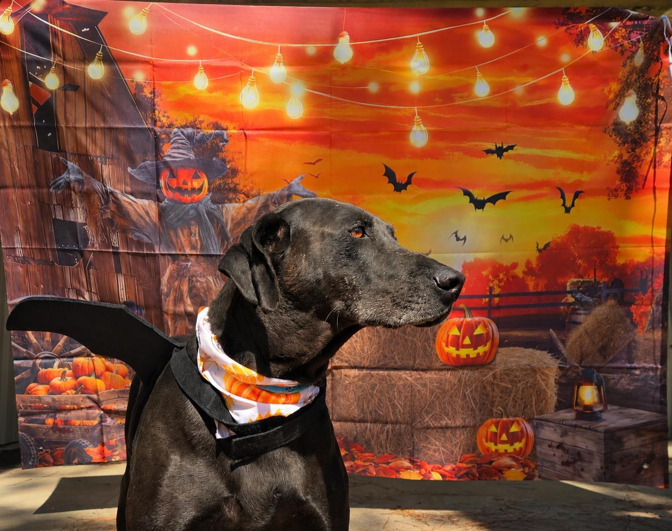 Enlarge Mighty Jo, a Adoptable mixed breed in Willis, TX image 3/6