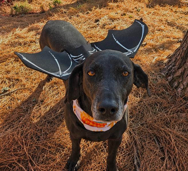 Enlarge Mighty Jo, a Adoptable mixed breed in Willis, TX image 2/6
