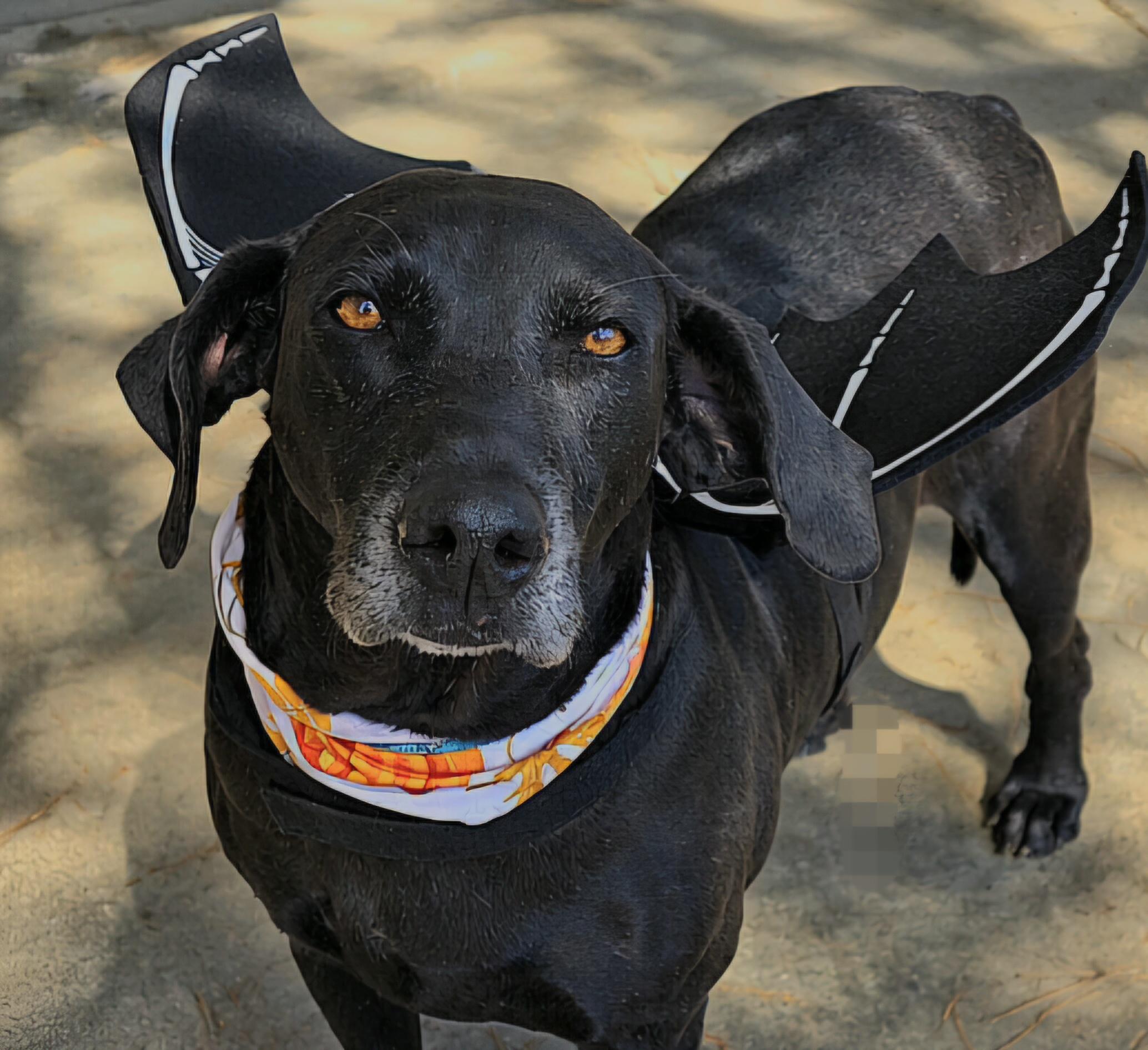Mighty Jo, Adoptable, Adult Male Weimaraner & Great Dane.