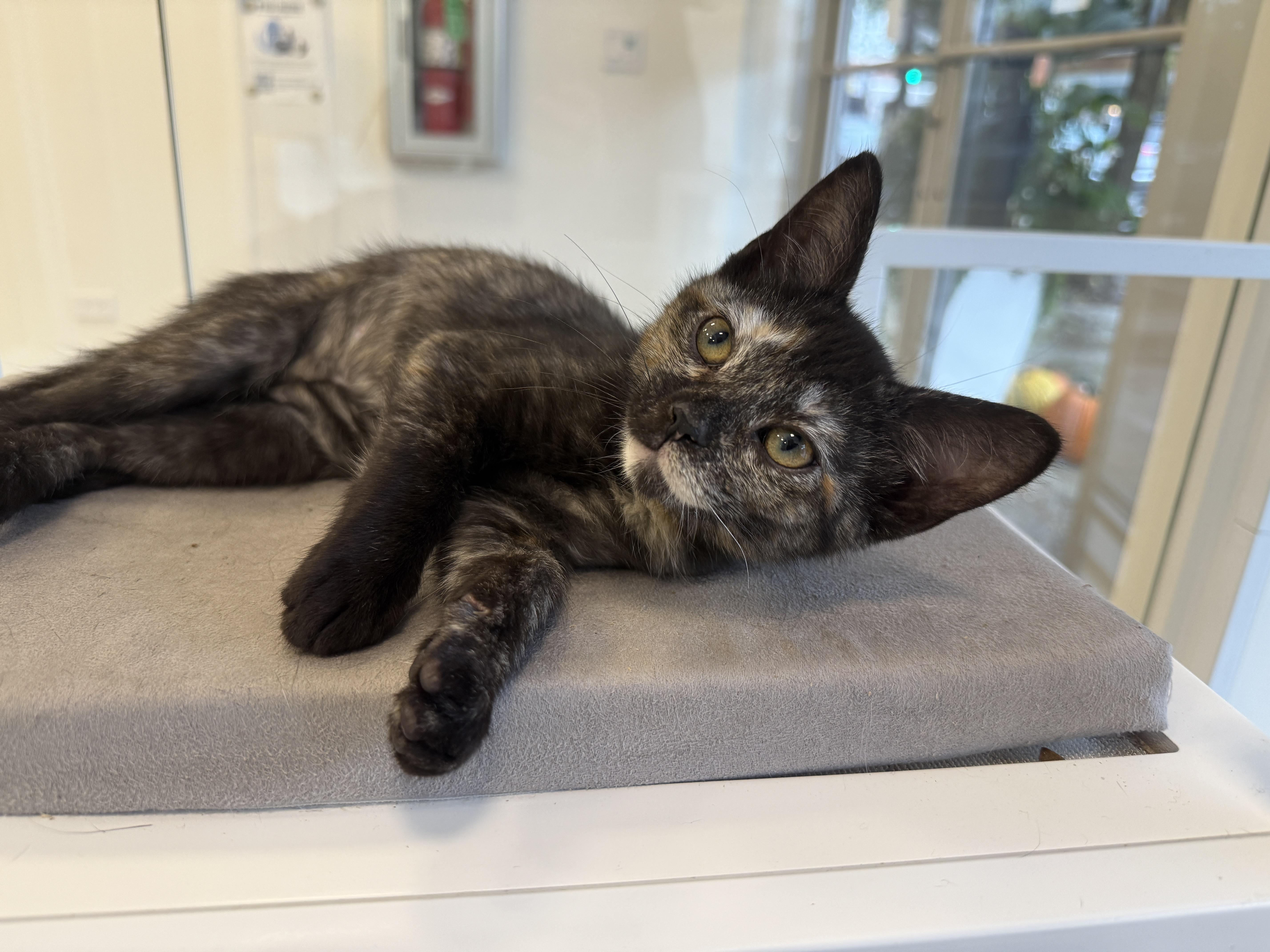 Enlarge Betty Jo, a Adoptable Domestic Short Hair in Evanston, IL image 1/1