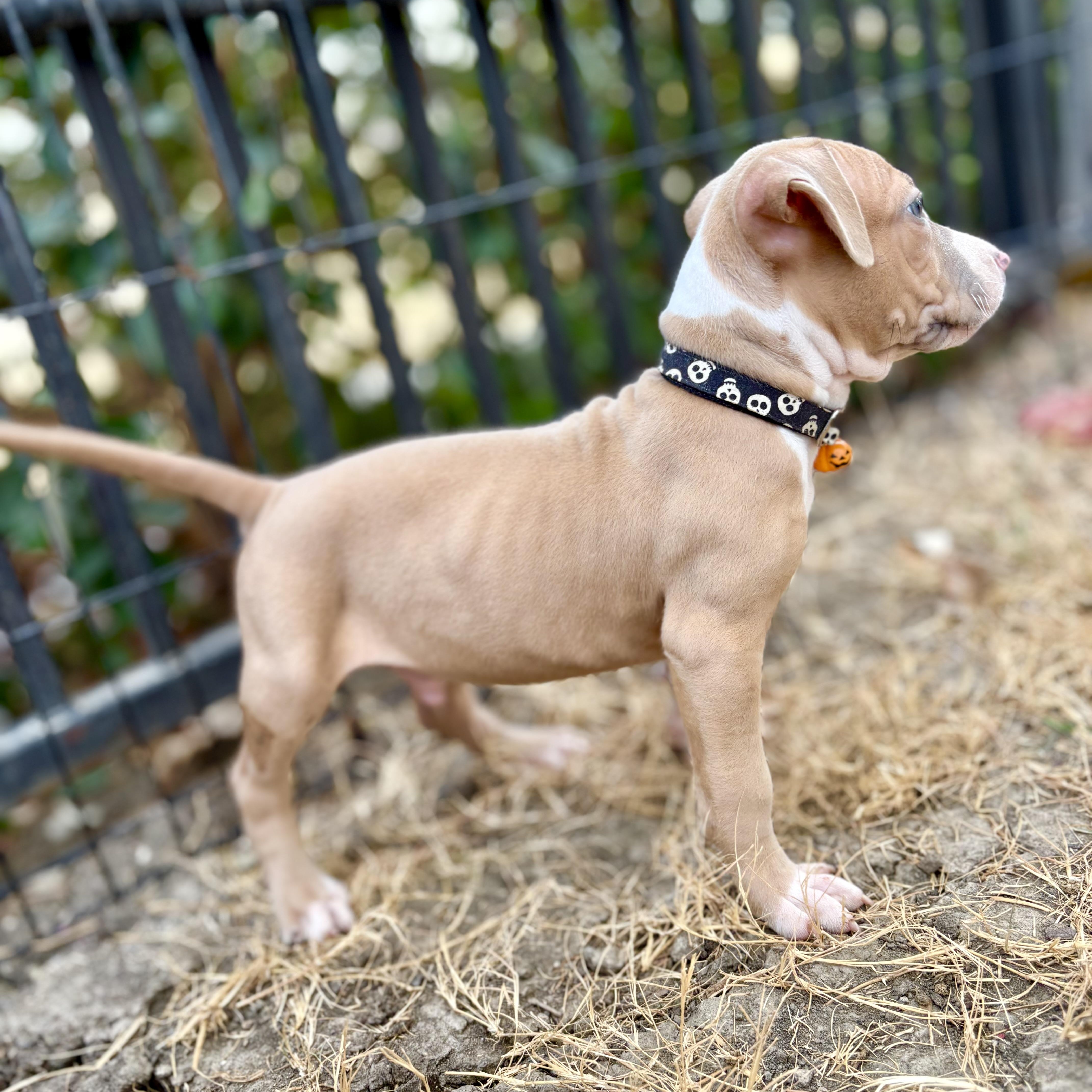 Enlarge Biscuit, a Adoptable mixed breed in Sacramento , CA image 3/5