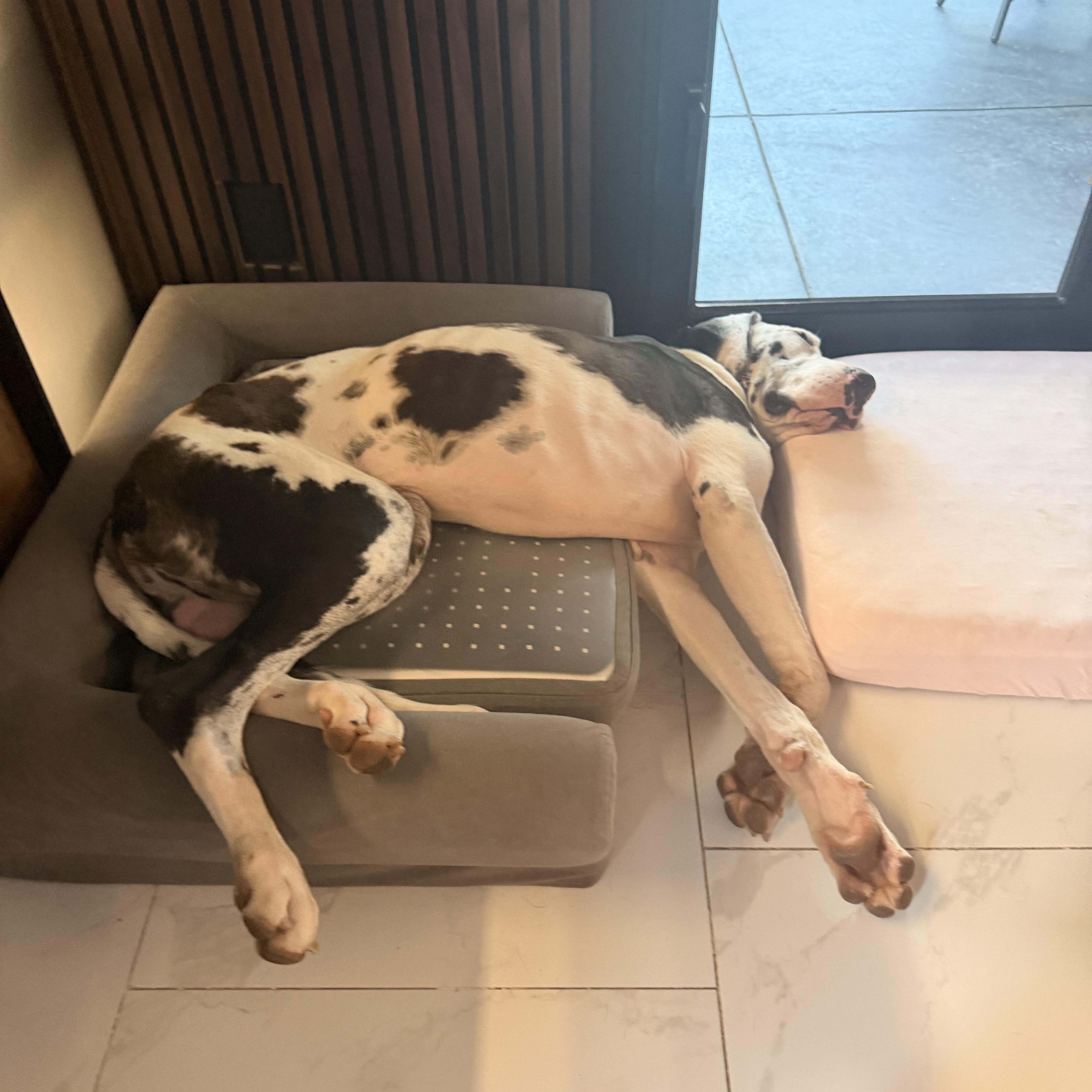 Biscuit, a ADOPTABLE Great Dane in Long Beach, CA image 4/4