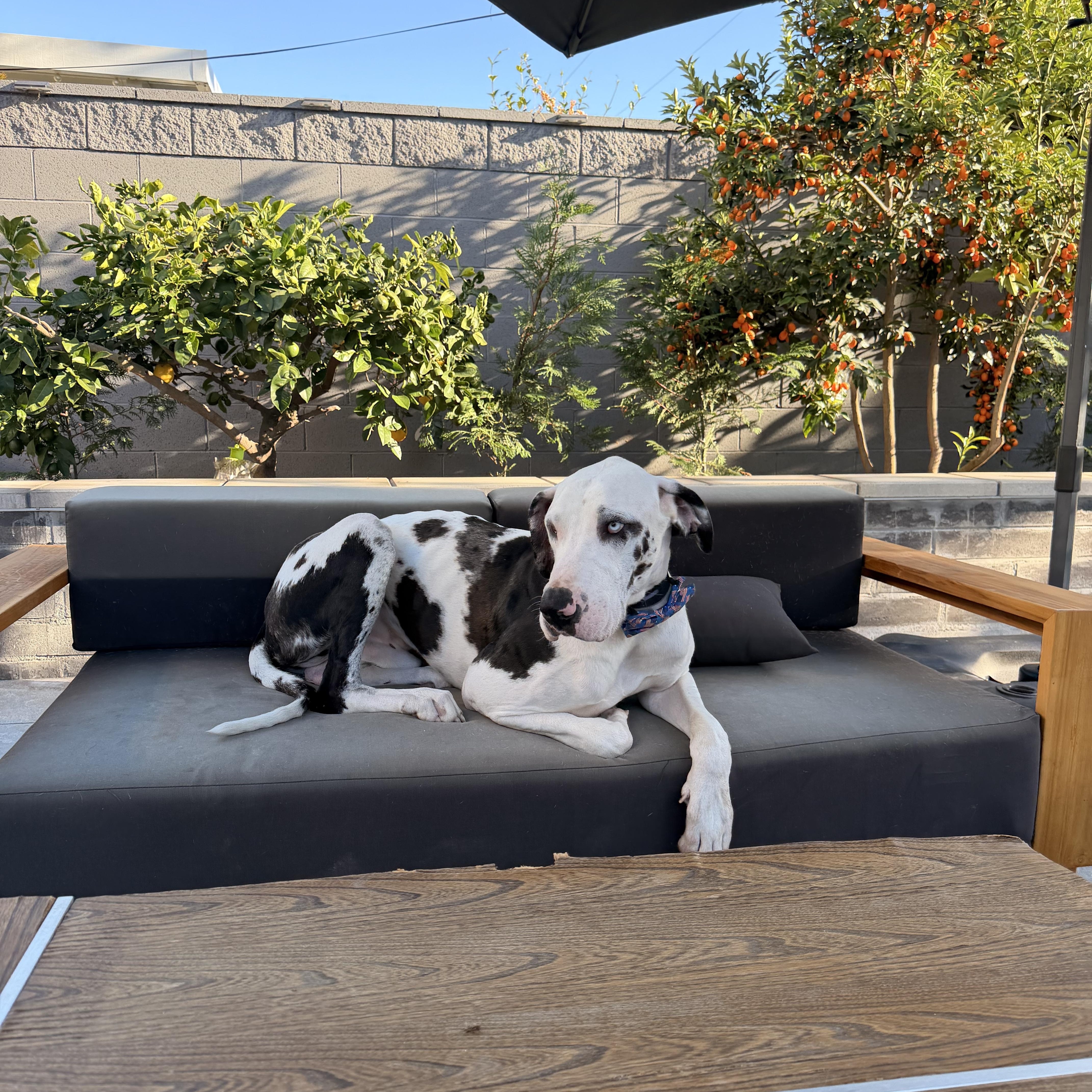 Biscuit, a ADOPTABLE Great Dane in Long Beach, CA image 1/4