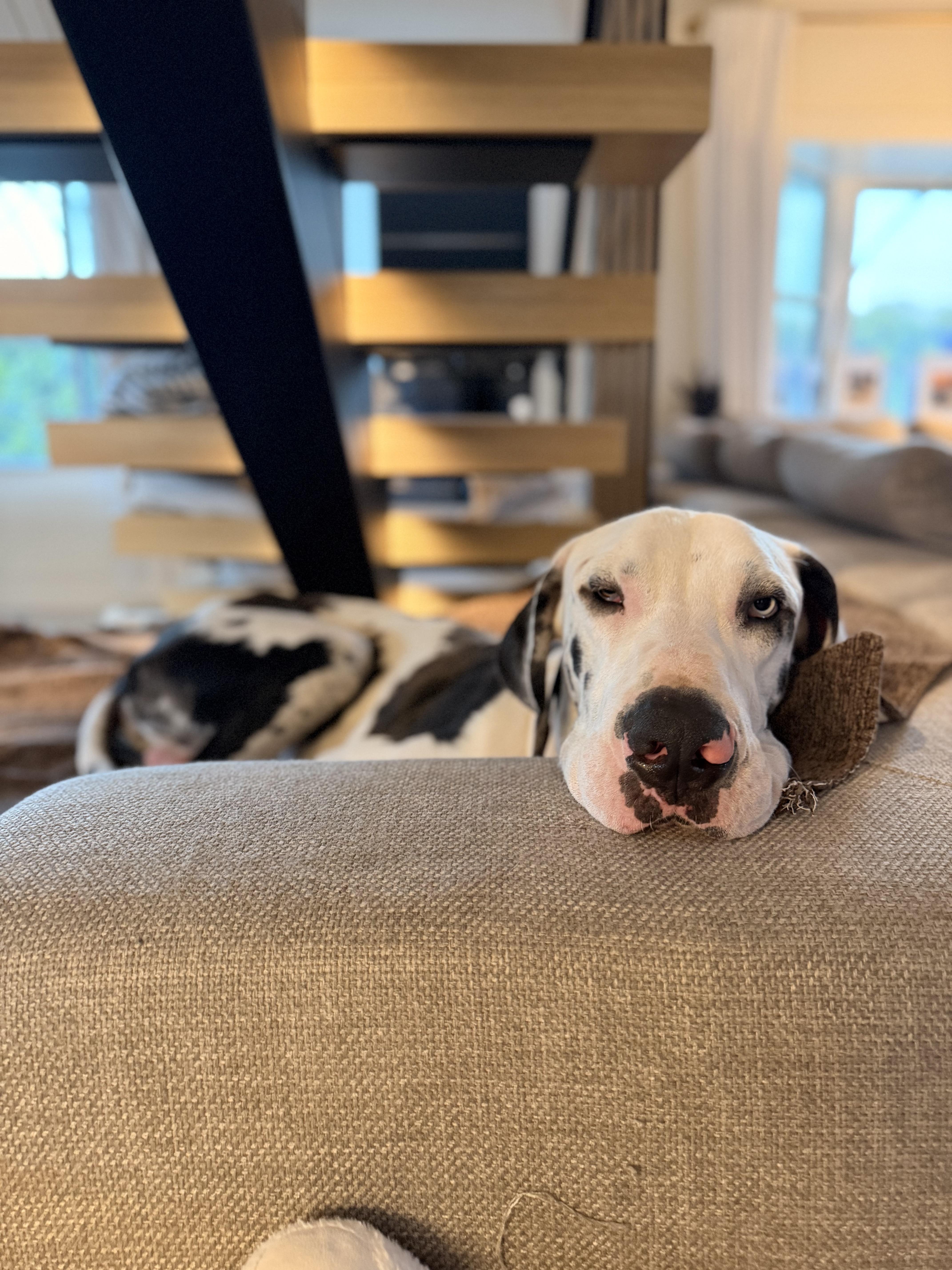 Biscuit, a ADOPTABLE Great Dane in Long Beach, CA image 3/4