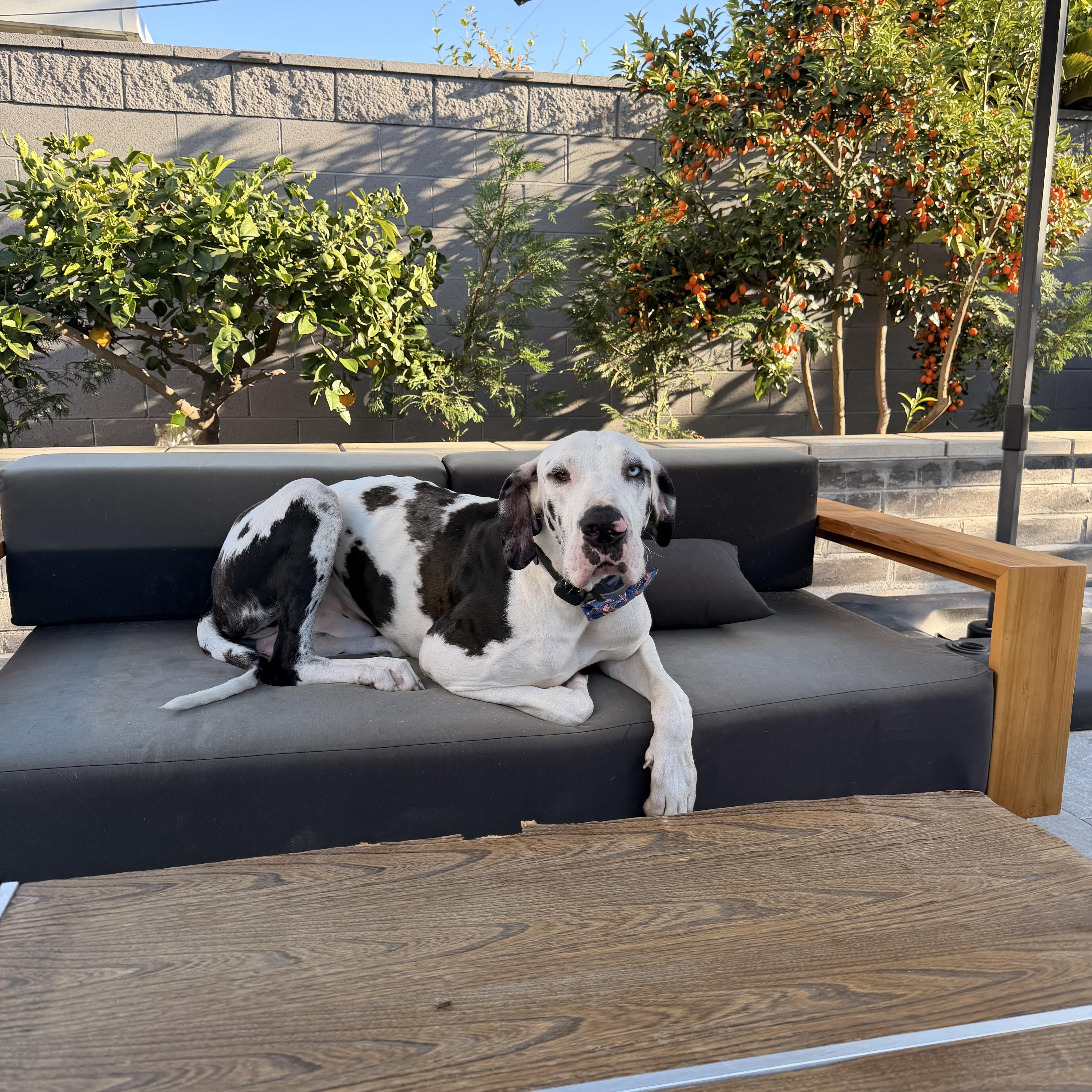 Biscuit, a ADOPTABLE Great Dane in Long Beach, CA image 2/4