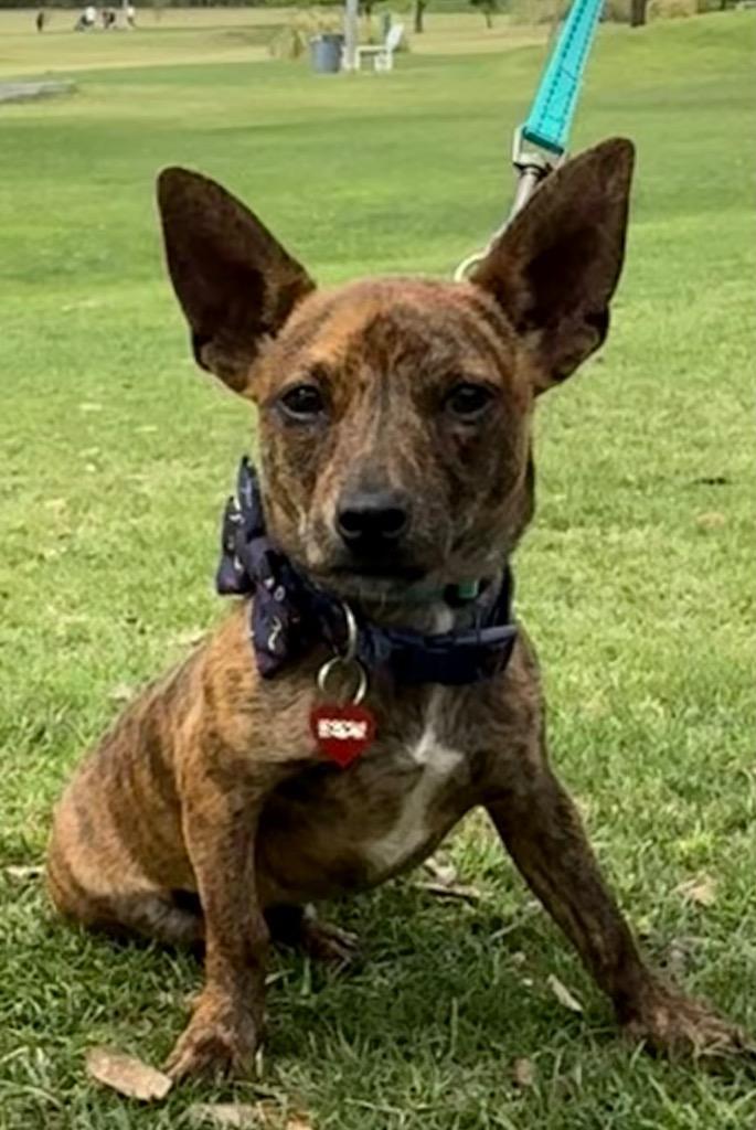 Enlarge Turtle, a Adoptable mixed breed in Junction, TX image 1/6