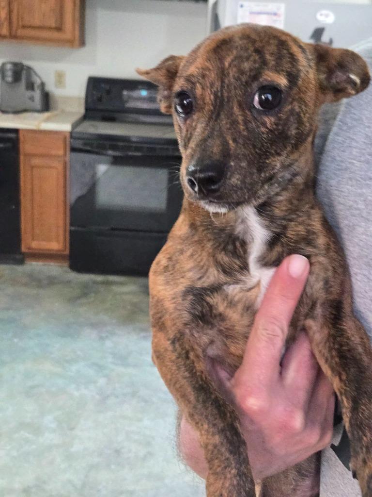 Turtle, Adoptable, Puppy Male Terrier & Chihuahua.