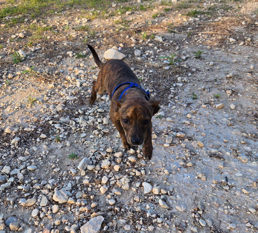 Enlarge Turtle, a Adoptable mixed breed in Junction, TX image 3/4