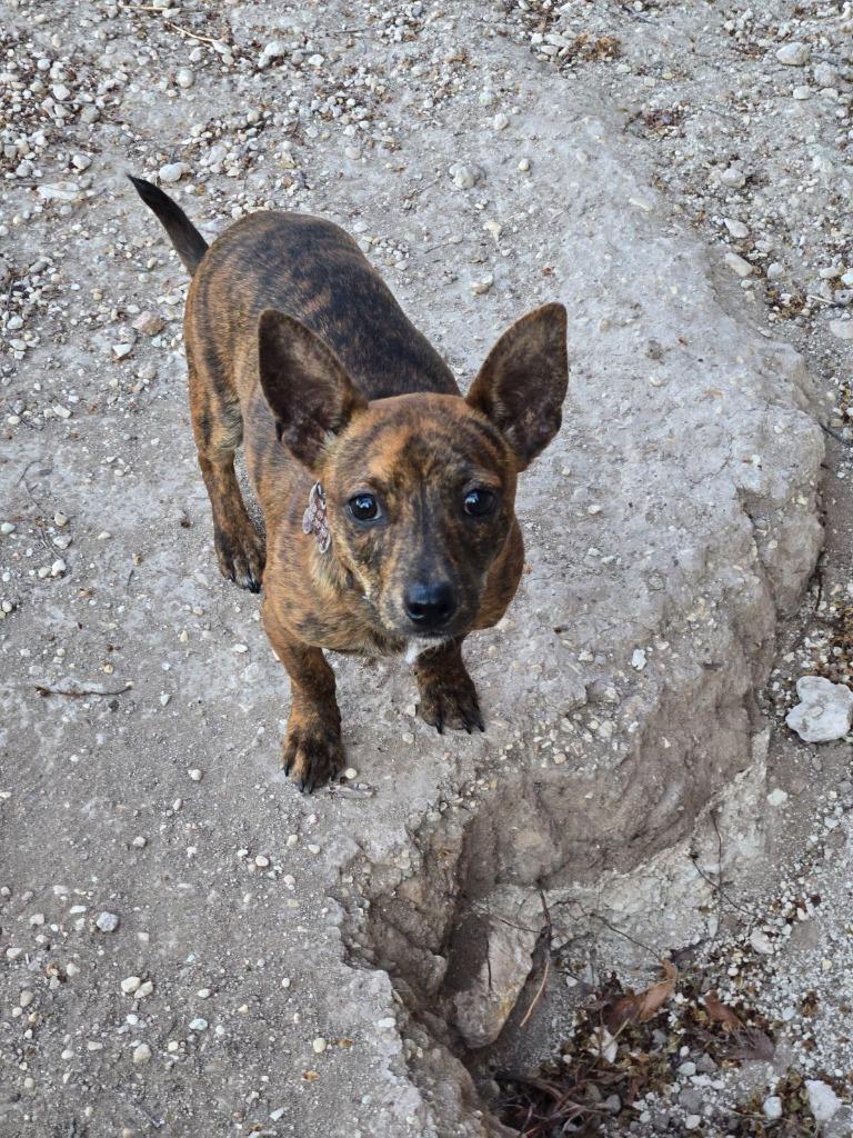 Enlarge Turtle, a Adoptable mixed breed in Junction, TX image 4/4