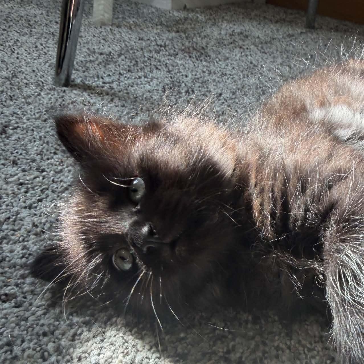 Enlarge Magpie, a ADOPTABLE Domestic Short Hair in Milwaukee, WI image 2/5