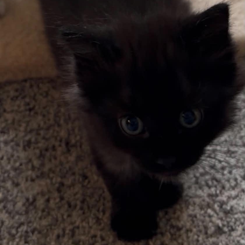 Enlarge Magpie, a ADOPTABLE Domestic Short Hair in Milwaukee, WI image 1/5