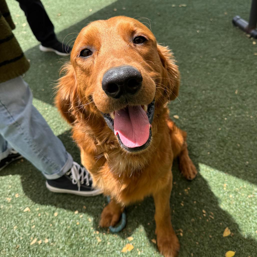 Enlarge Finn, a Adoptable Golden Retriever in Pacific Grove, CA image 1/4
