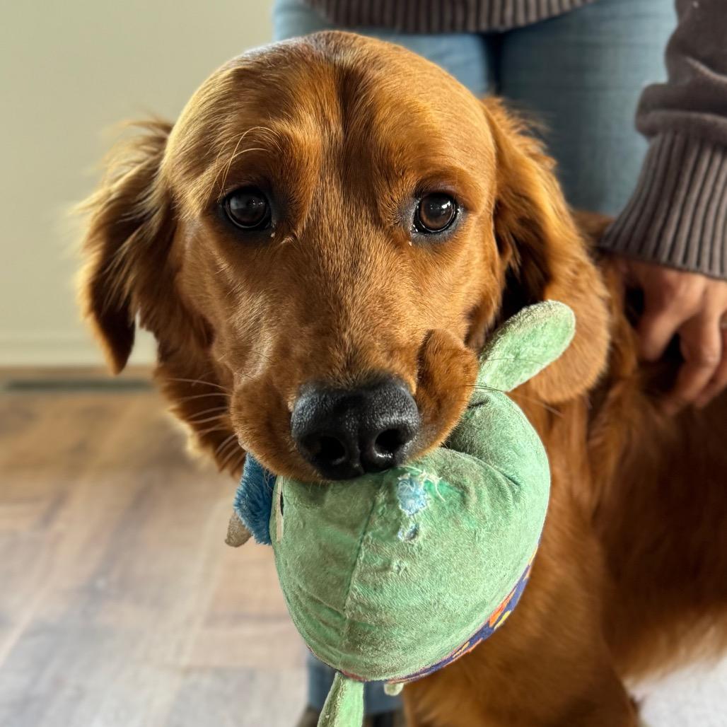 Enlarge Finn, a Adoptable Golden Retriever in Pacific Grove, CA image 2/4