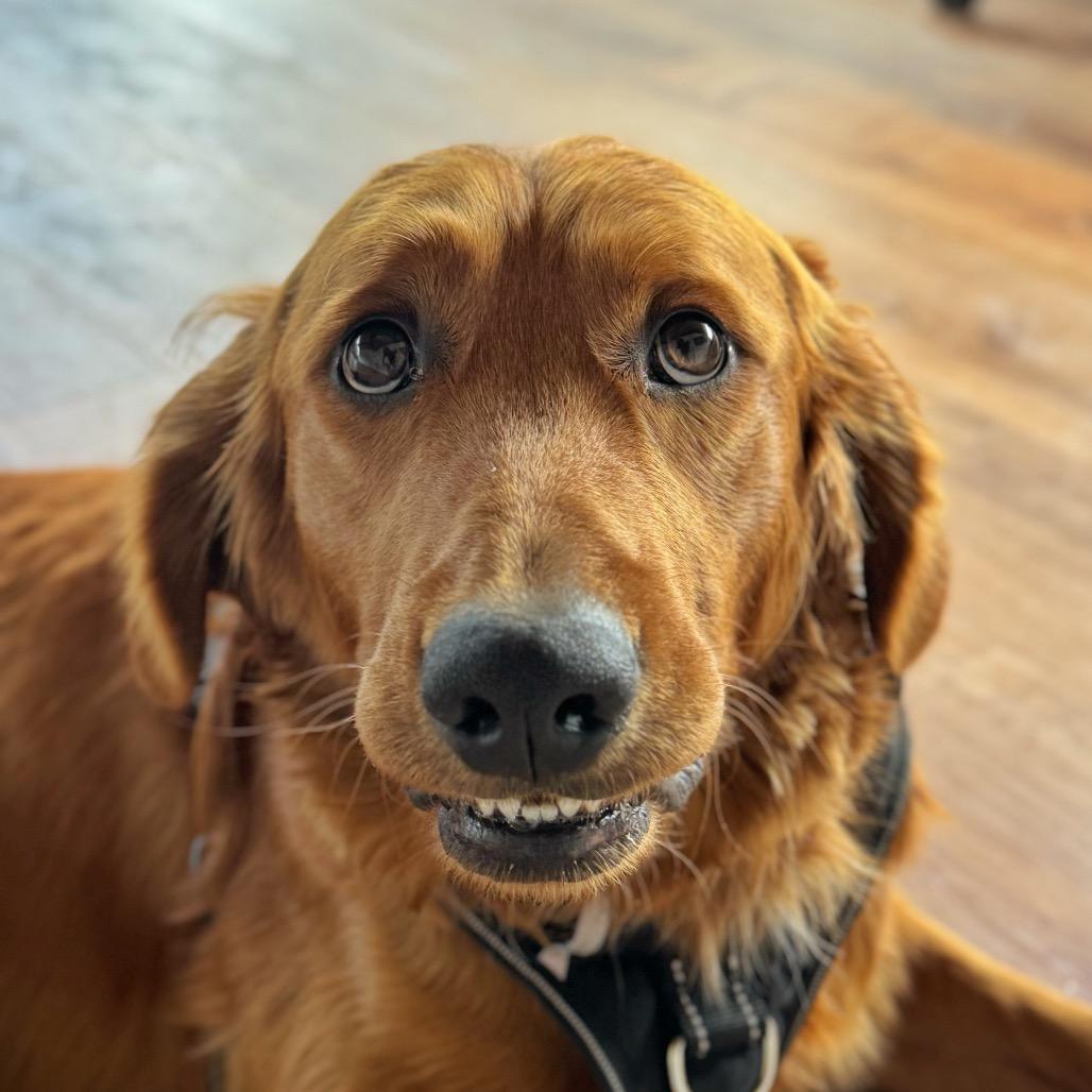 Enlarge Finn, a Adoptable Golden Retriever in Pacific Grove, CA image 3/4