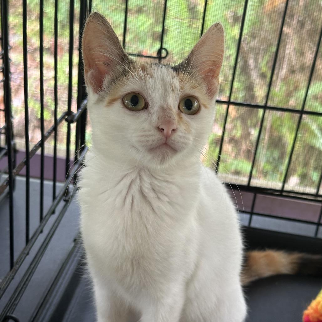 Eclair, a Adoptable Domestic Short Hair in Pahoa, HI image 1/5