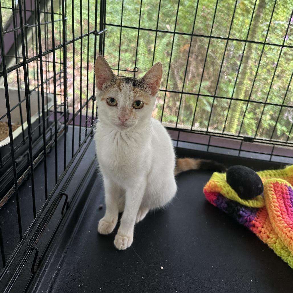 Eclair, a Adoptable Domestic Short Hair in Pahoa, HI image 2/5