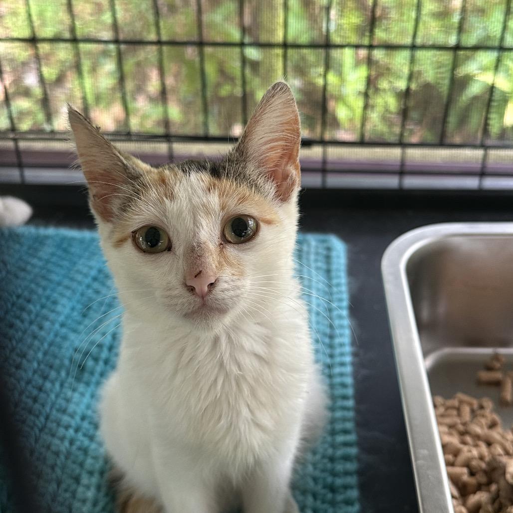Eclair, a Adoptable Domestic Short Hair in Pahoa, HI image 4/5
