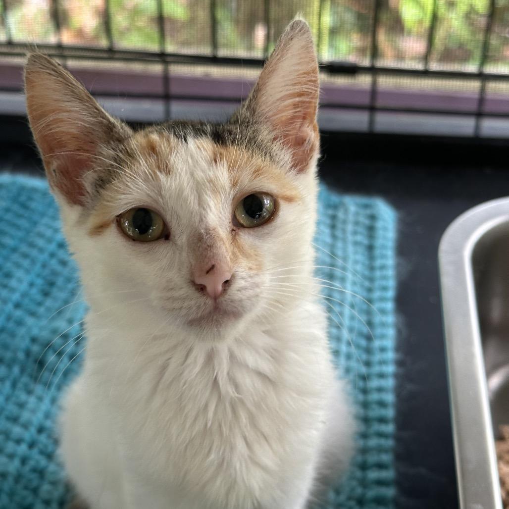 Eclair, a Adoptable Domestic Short Hair in Pahoa, HI image 5/5