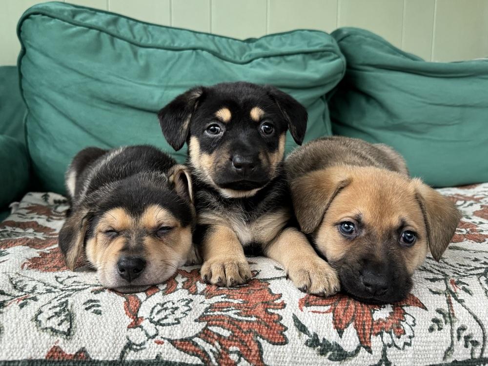 Johnny, a ADOPTABLE mixed breed in China Township, MI image 3/4