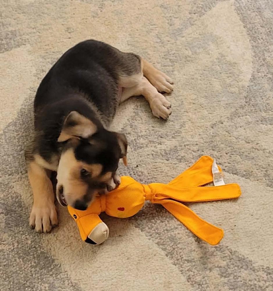 Johnny, a ADOPTABLE mixed breed in China Township, MI image 2/4