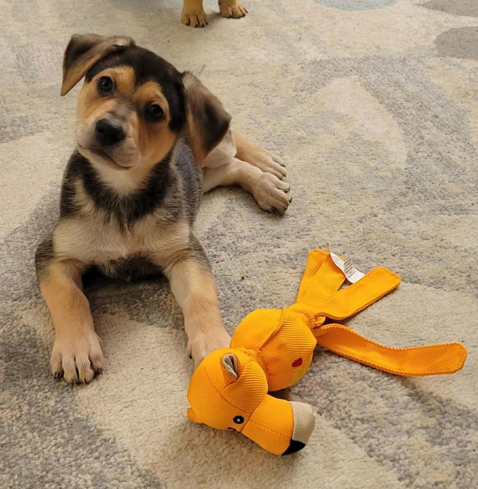 Johnny, a ADOPTABLE mixed breed in China Township, MI image 1/4