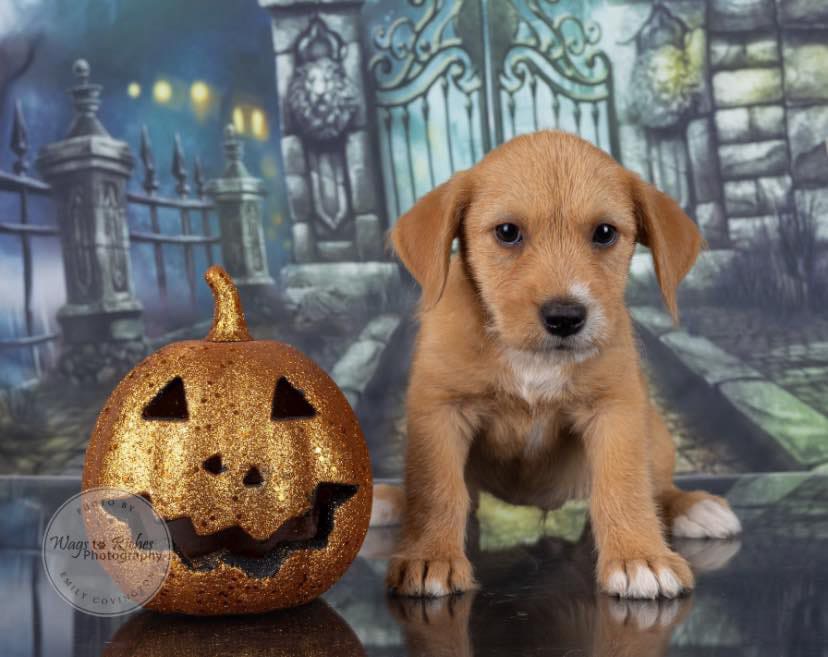 Dog for adoption Butterscotch, a Terrier & Labrador Retriever Mix in