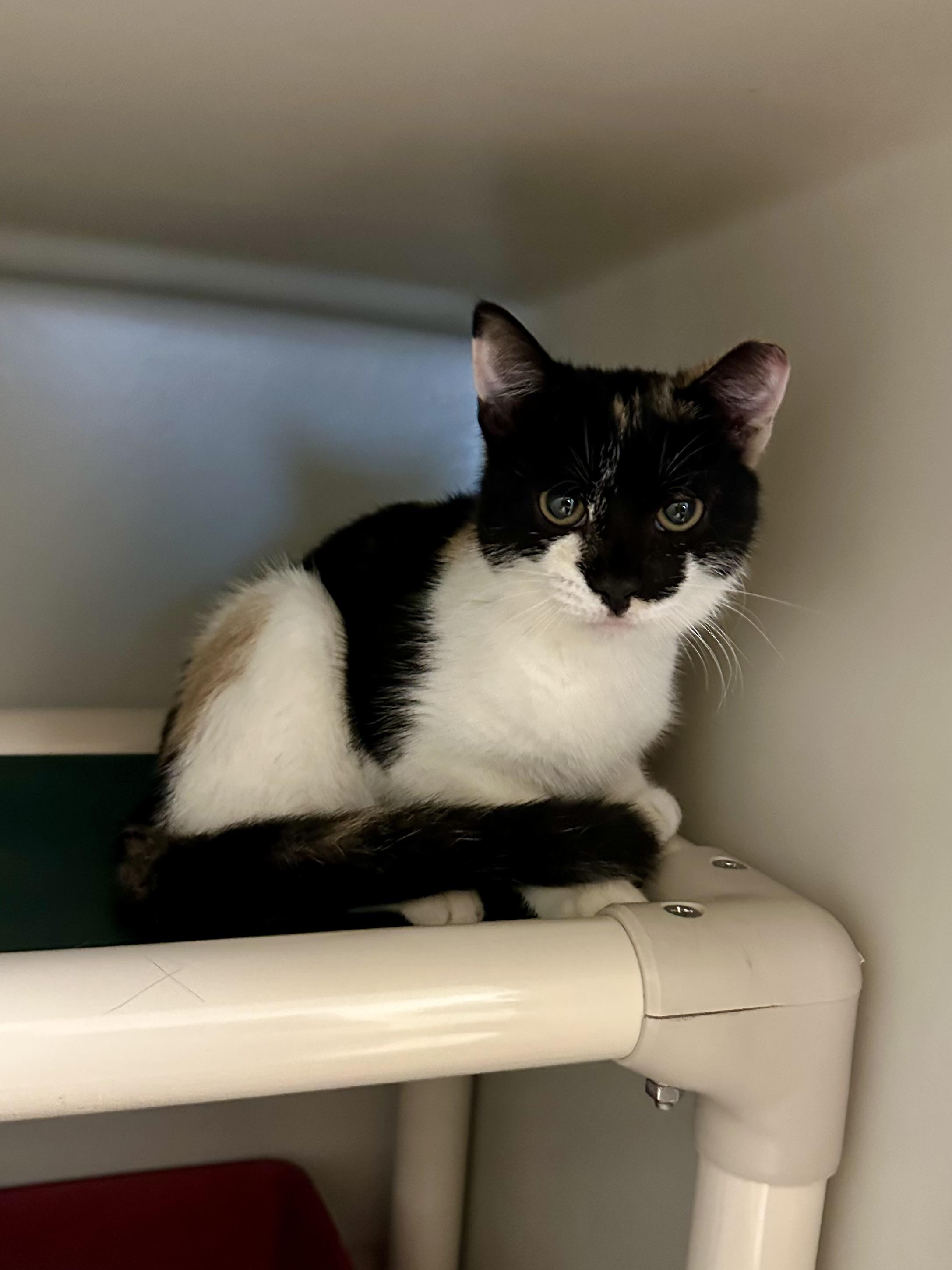Mosaic, Adoptable, Young Female Domestic Short Hair.