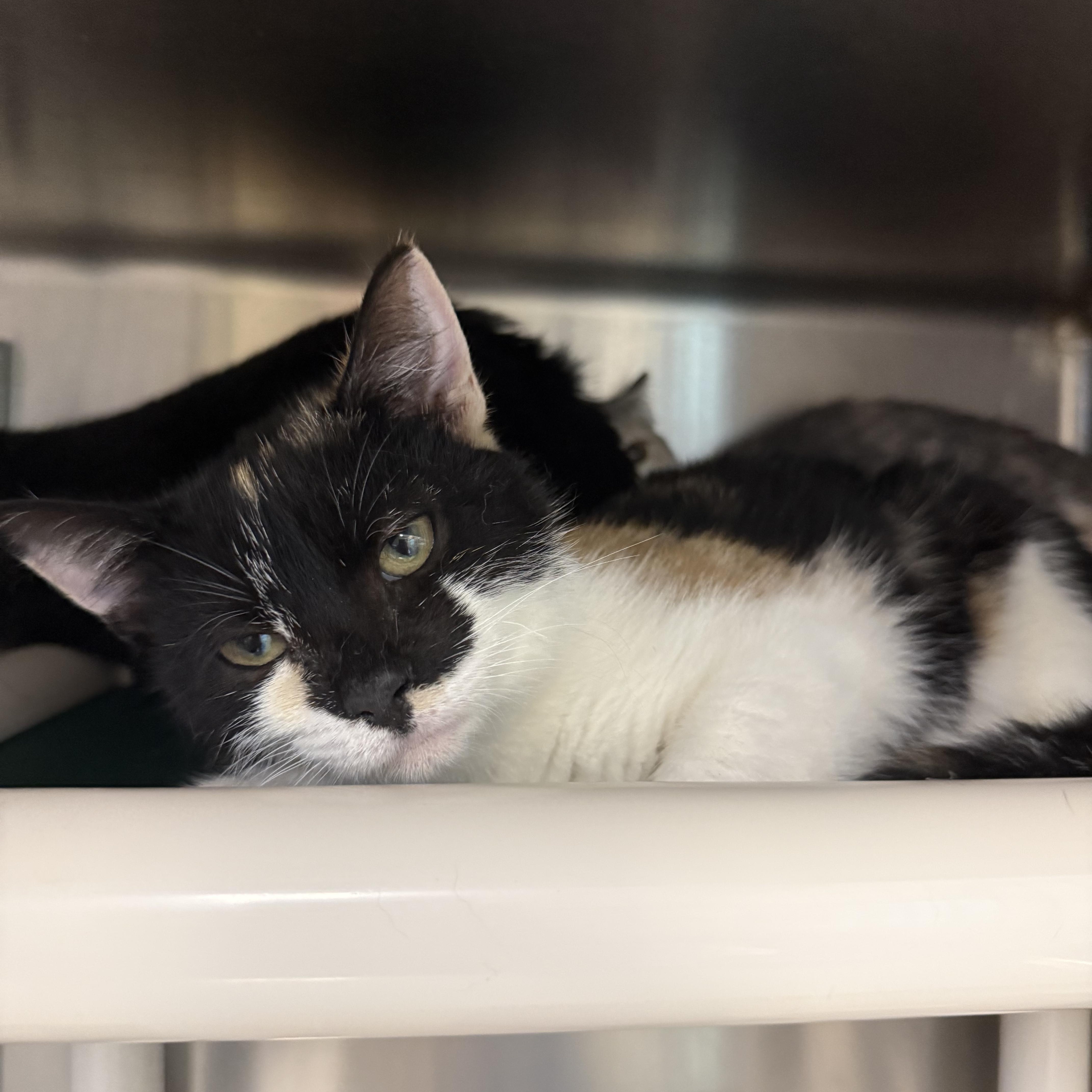 Enlarge Mosaic, a Adoptable Domestic Short Hair in Parsippany, NJ image 2/2