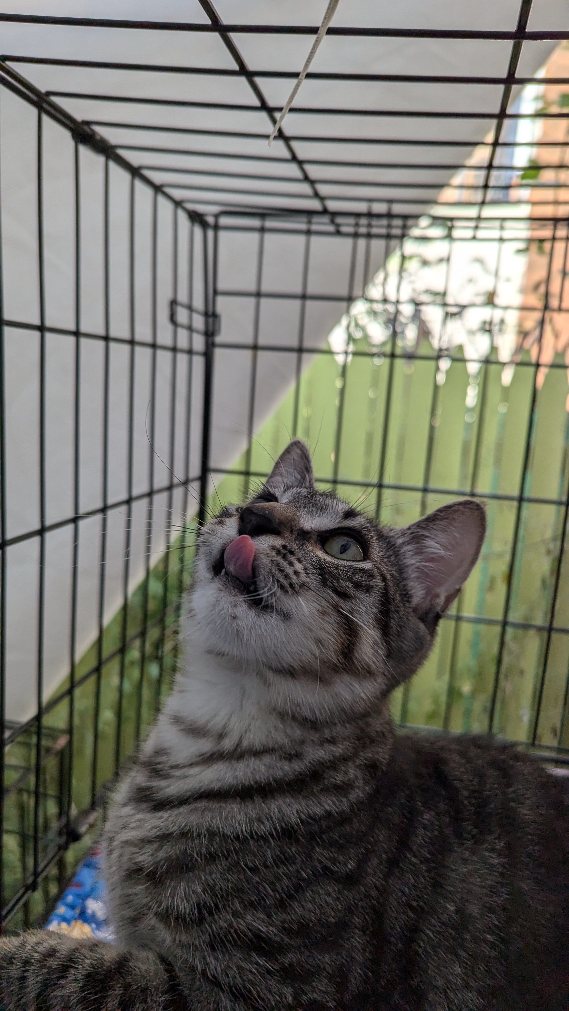 Ralphie, an adoptable Domestic Short Hair in Brooklyn, NY image 6/6