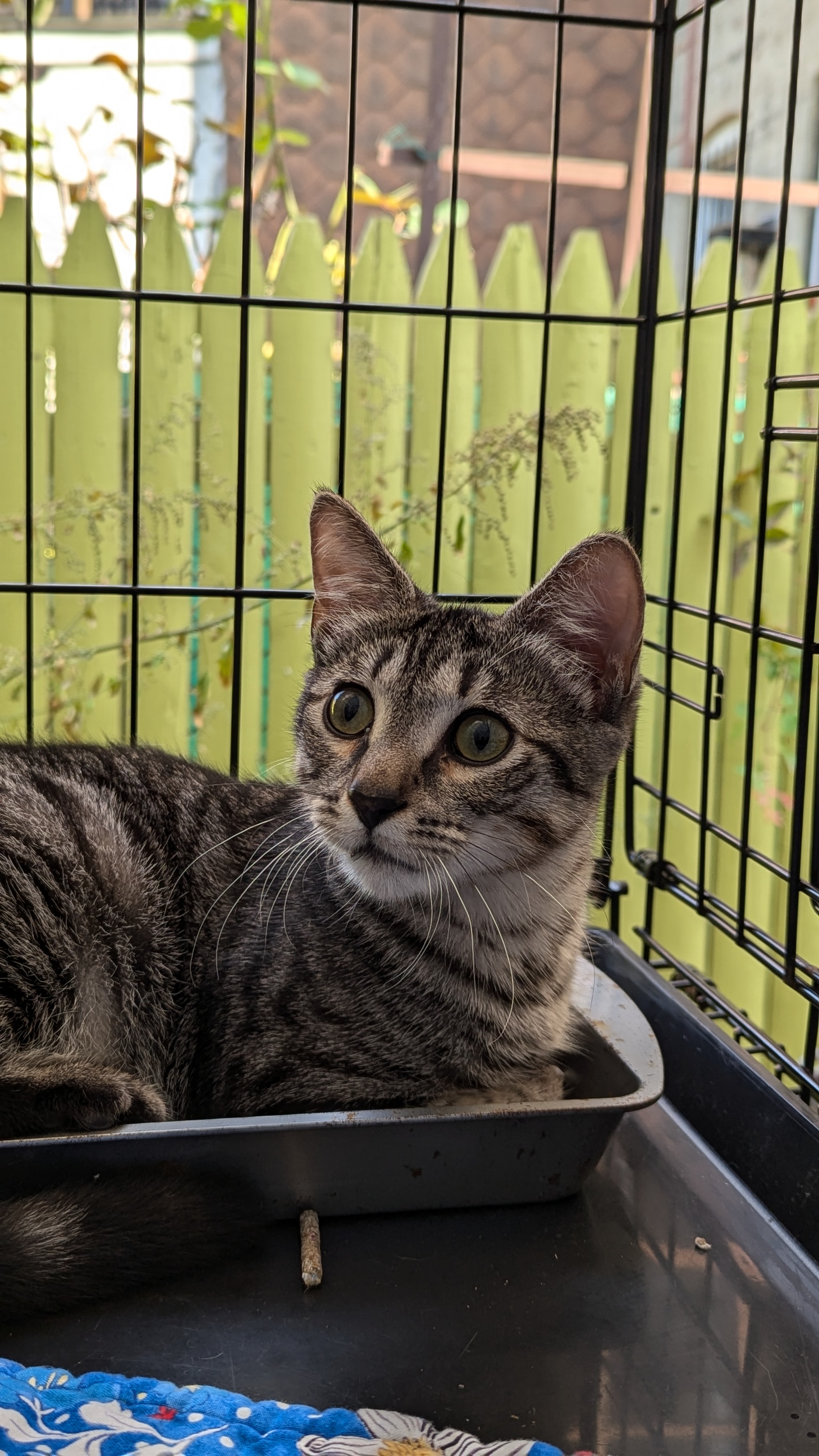 Ralphie, an adoptable Domestic Short Hair in Brooklyn, NY image 2/6