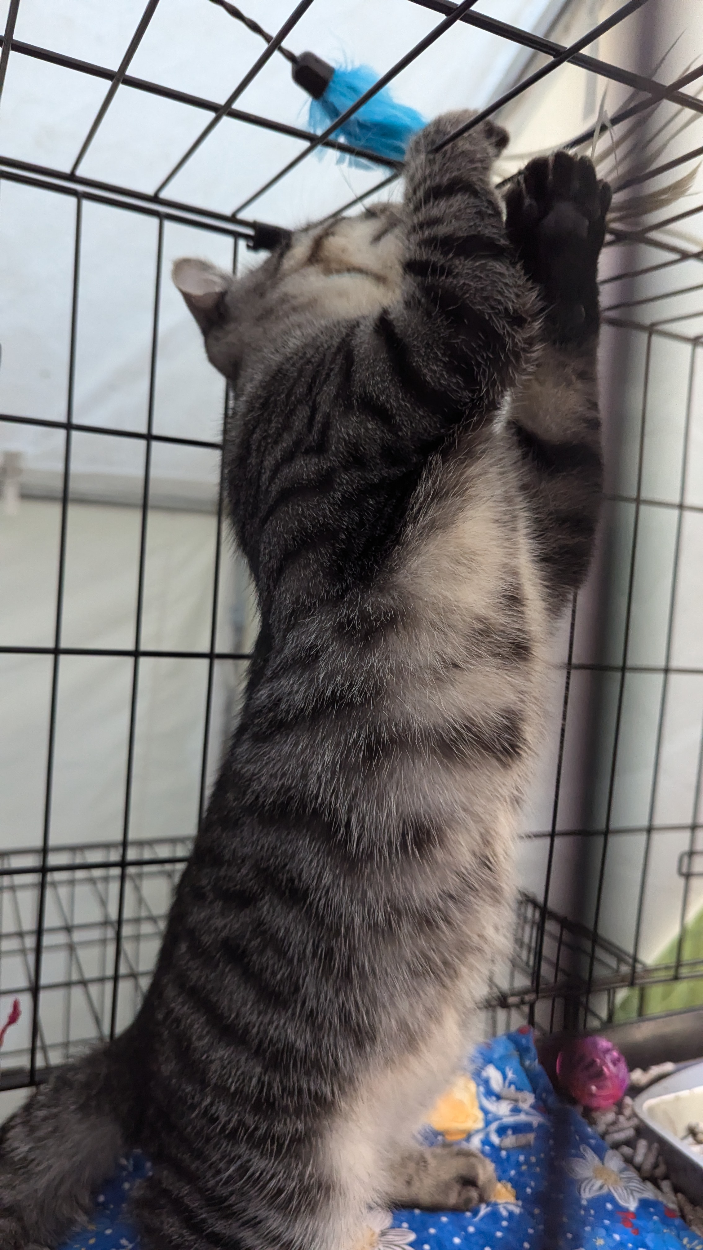 Ralphie, an adoptable Domestic Short Hair in Brooklyn, NY image 5/6