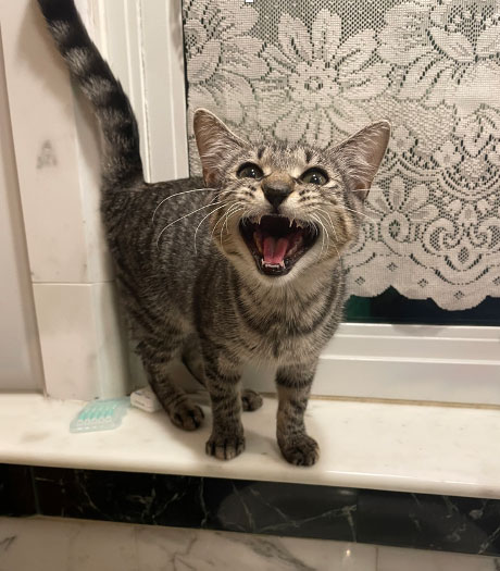 Ralphie, an adoptable Domestic Short Hair in Brooklyn, NY image 3/6
