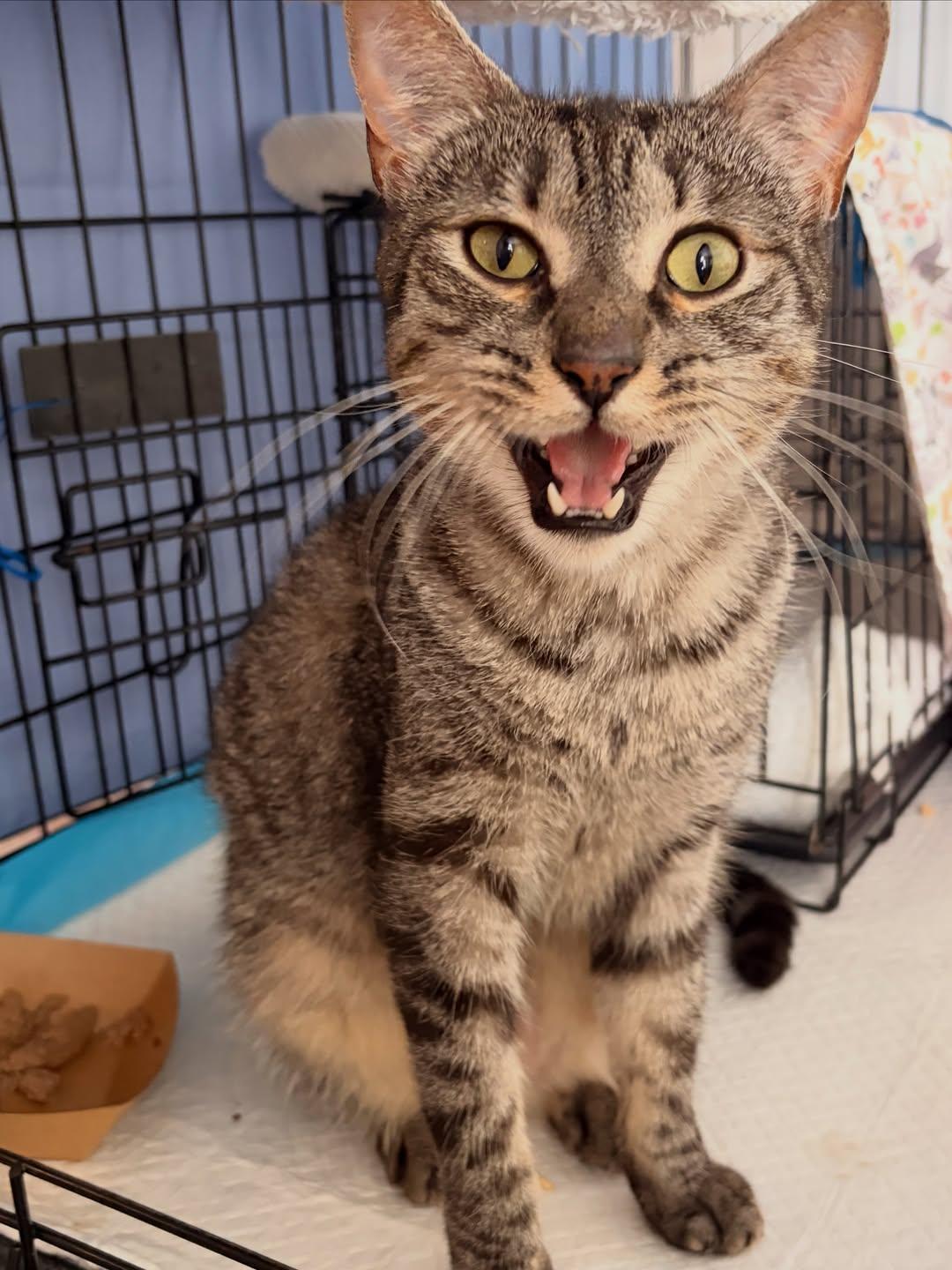 Ralphie, adoptable, Adult Male Domestic Short Hair.