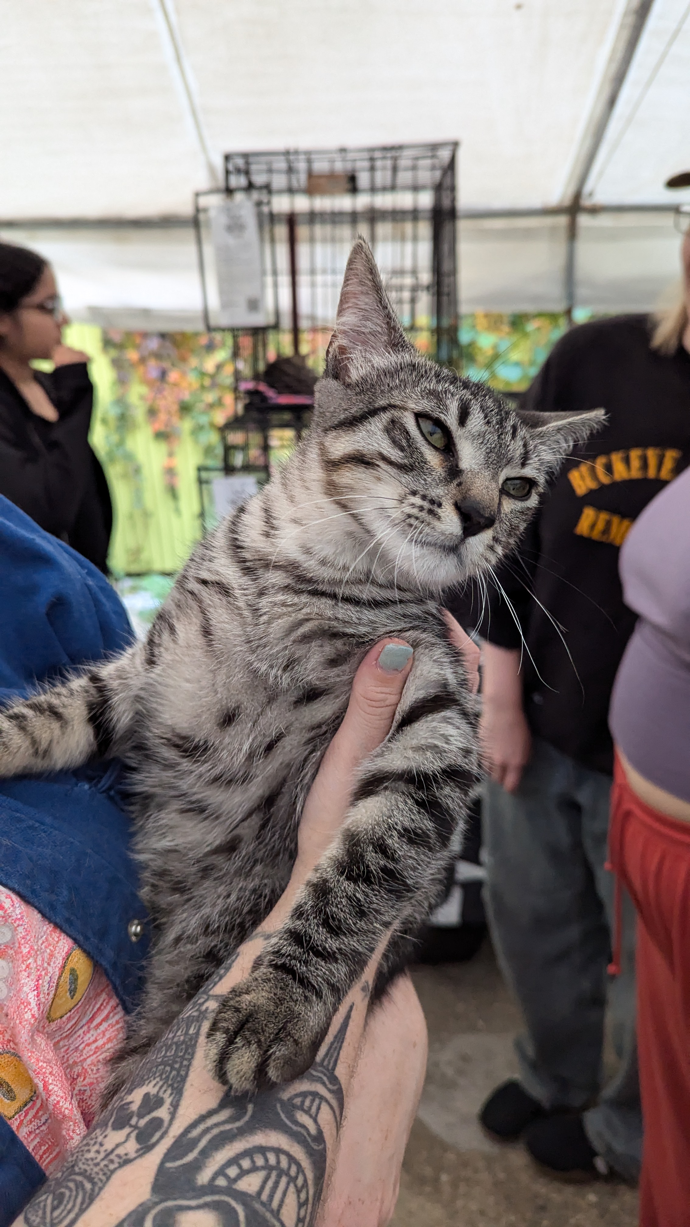 Ralphie, an adoptable Domestic Short Hair in Brooklyn, NY image 4/6