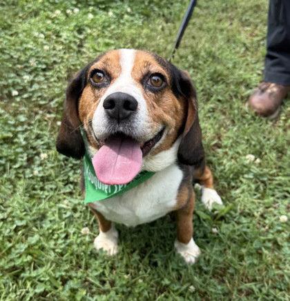 Mushmouth, Adoptable, Adult Male Beagle.