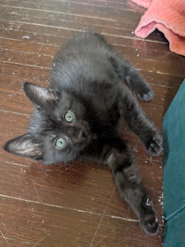 Enlarge Cinder, a Adoptable Domestic Short Hair in Grand Rapids, MI image 1/4