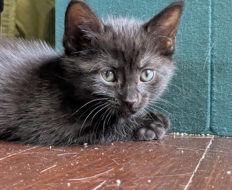 Enlarge Cinder, a Adoptable Domestic Short Hair in Grand Rapids, MI image 2/4