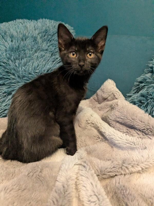 Enlarge Cinder, a Adoptable Domestic Short Hair in Grand Rapids, MI image 3/4