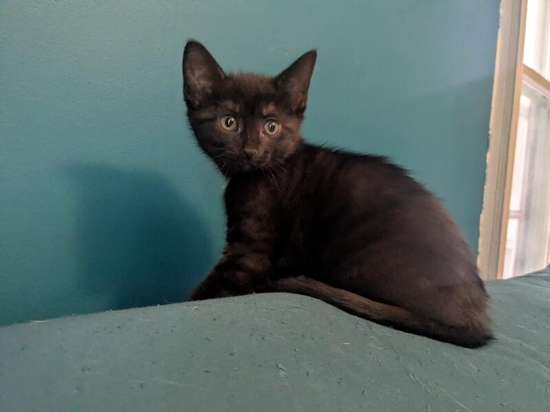Enlarge Cinder, a Adoptable Domestic Short Hair in Grand Rapids, MI image 4/4