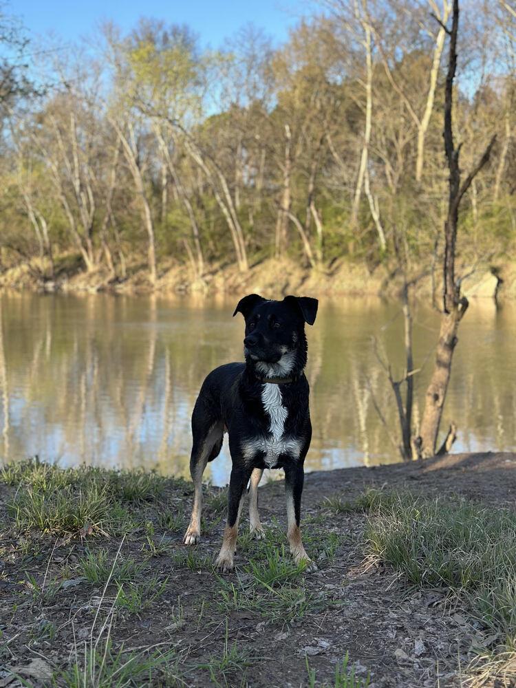 Moose, Adoptable, Adult Male Rottweiler & Husky.