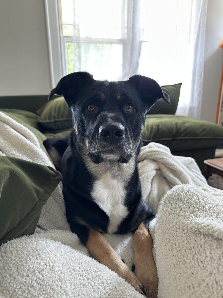 Moose, a Adoptable mixed breed in Chattanooga, TN image 2/3