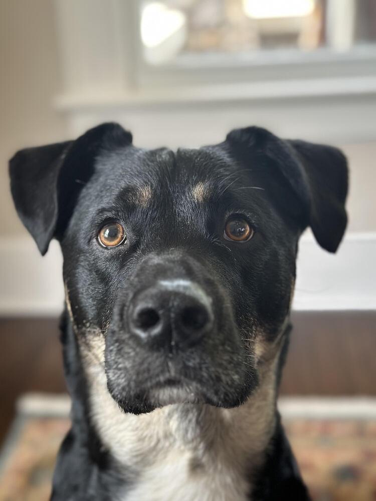 Moose, a Adoptable mixed breed in Chattanooga, TN image 3/3