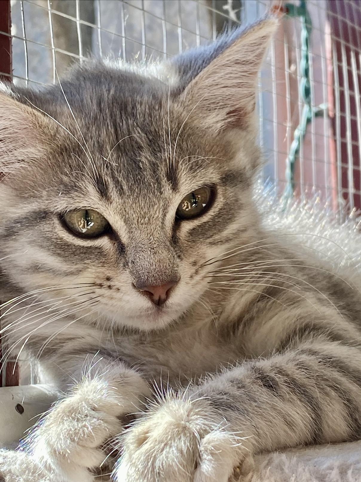 Savannah