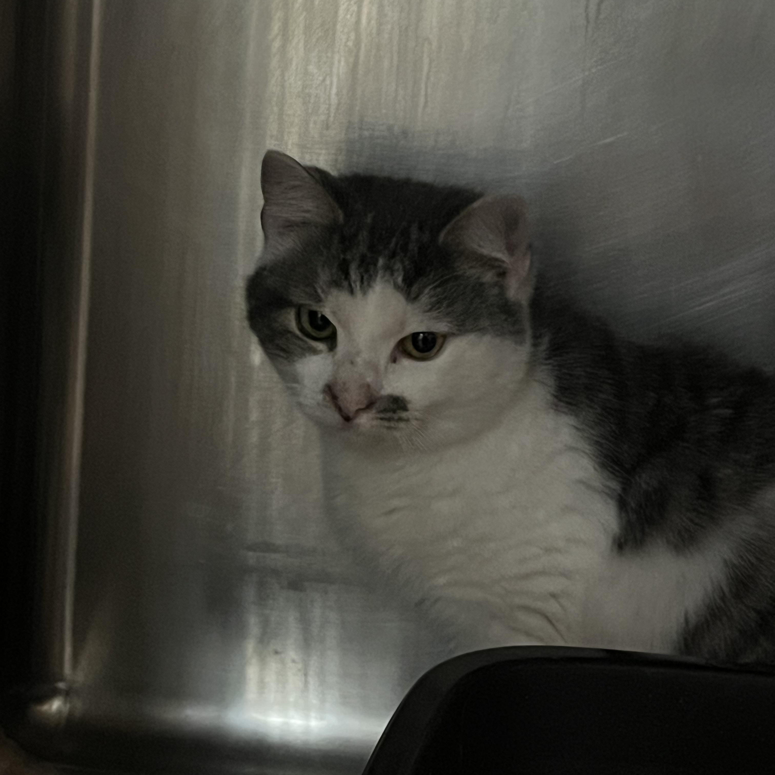 Gallagher, adopted, Young Male Domestic Short Hair.