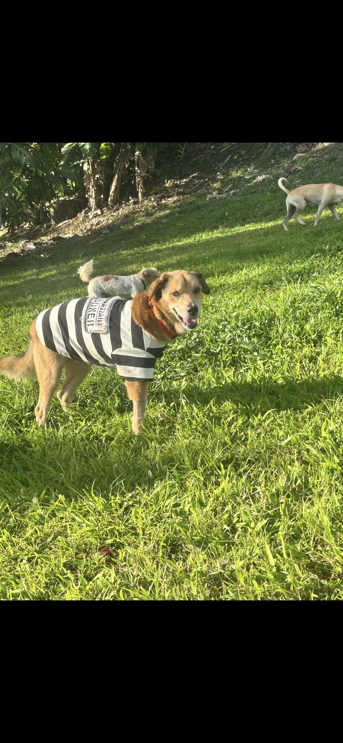 Enlarge Milán , a ADOPTABLE mixed breed in Virginia Beach, VA image 3/6