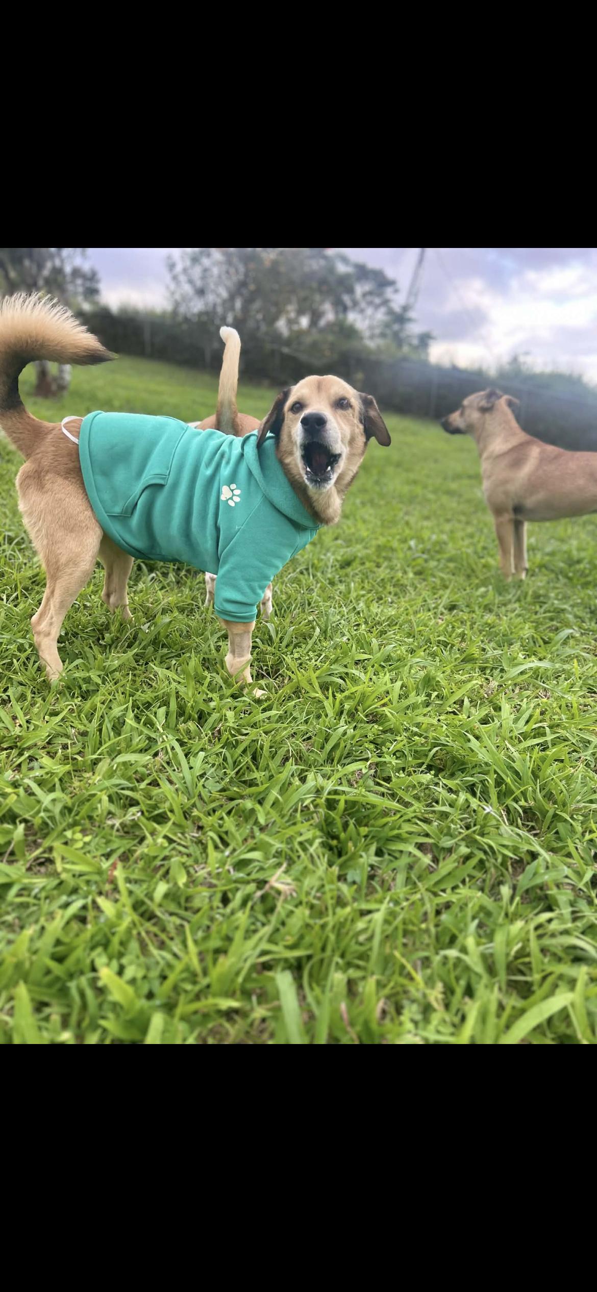 Enlarge Milán , a ADOPTABLE mixed breed in Virginia Beach, VA image 6/6
