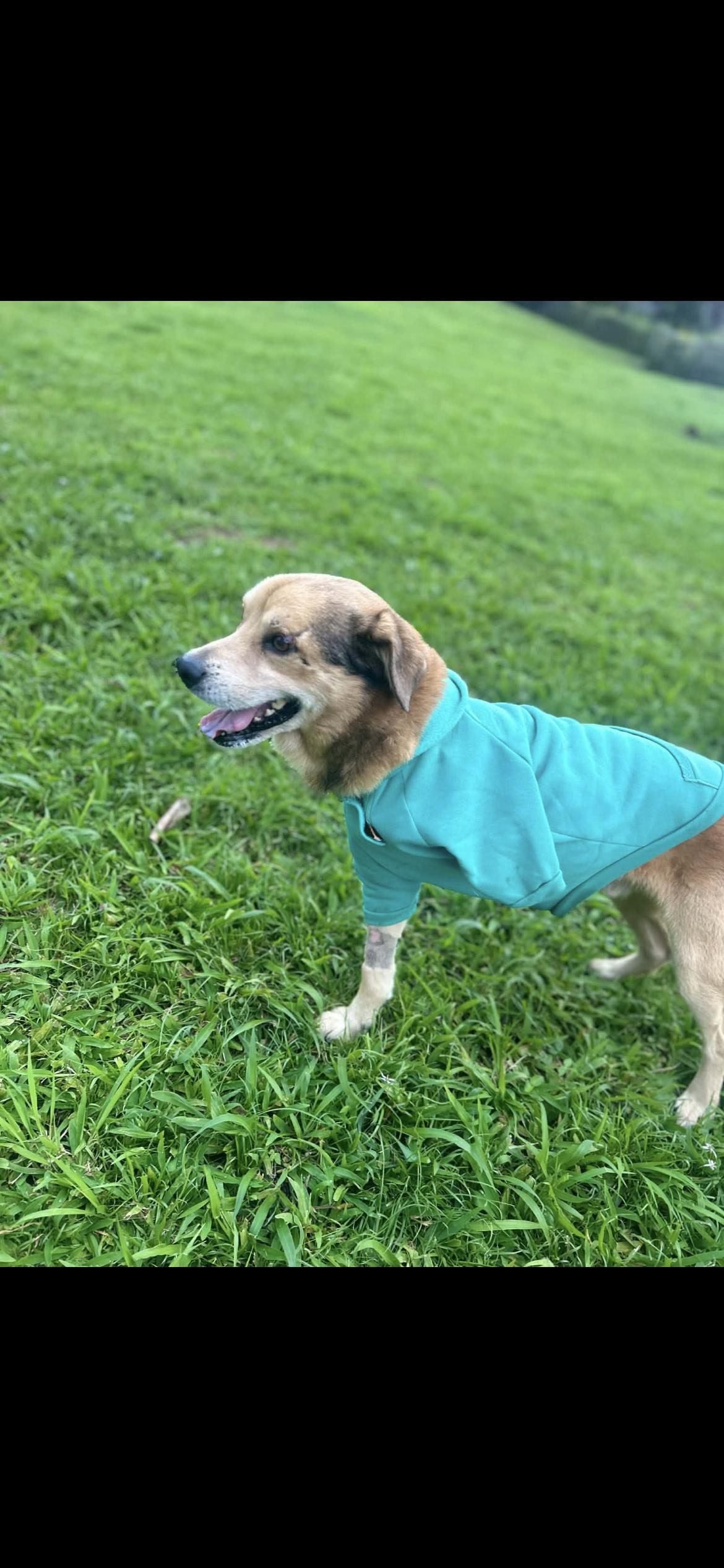 Enlarge Milán , a ADOPTABLE mixed breed in Virginia Beach, VA image 4/6